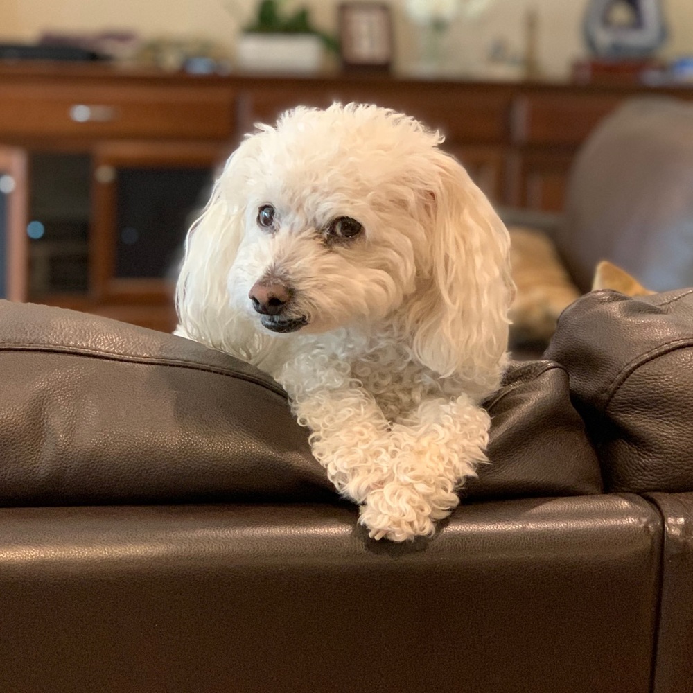 Meet your Posher, Mia